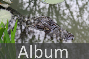 Krokodile (Crocodilia)